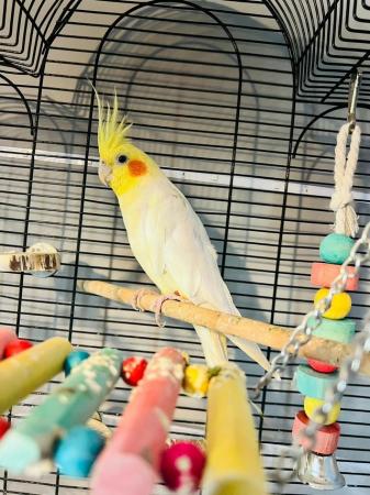 Image 2 of White cockatiel with cage and toys
