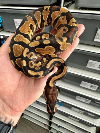 Image 11 of Royal Python Hatchlings Available.