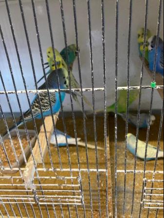 Image 1 of Baby Budgies for Sale. Most colours