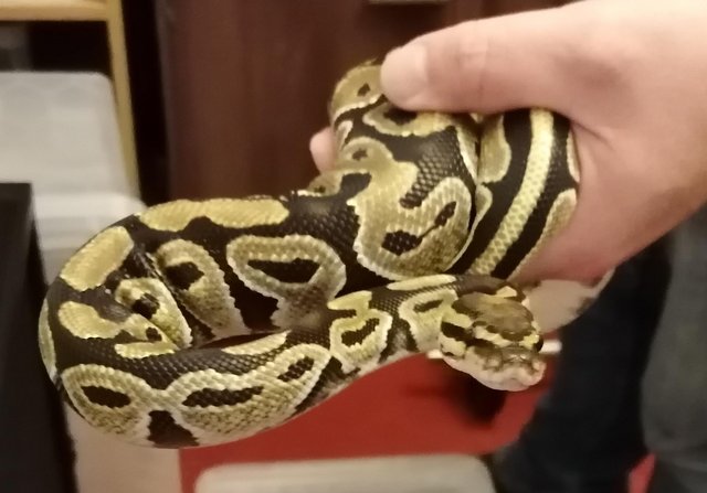 Preview of the first image of Royal Python 100% Normal het Toffee.