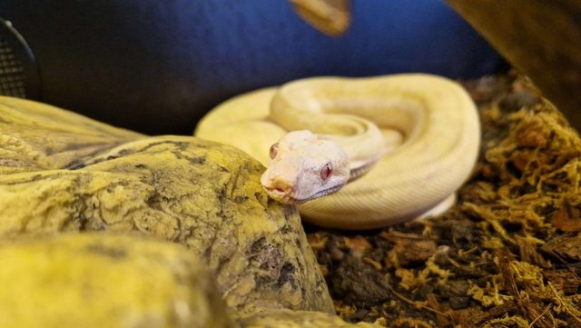Preview of the first image of Male Kahl Albino Motley Jungle het Anery Boa 2022.