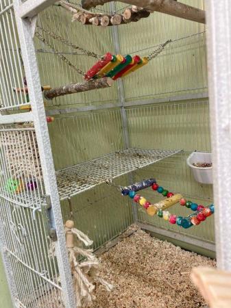 Image 3 of lovely budgies breeding pairs with full set up