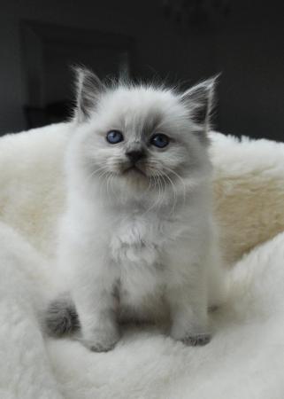Image 13 of Ragdoll Kittens (GCCF REGISTERED AND FULLY HEALTH TESTED)