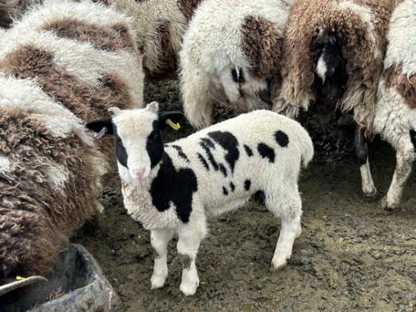Image 2 of Pedigree registered jacob ewe lambs