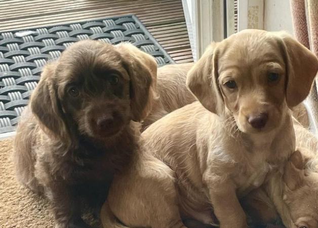 Image 8 of Dachshund x poodle puppies