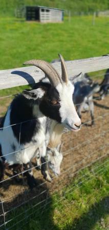 Image 2 of year old male pygmy goat super friendly