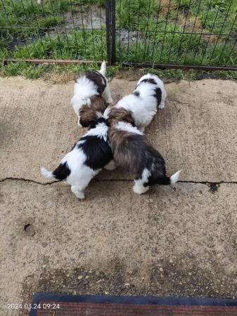 Image 5 of Lovely shih Tzu puppys looking forever home