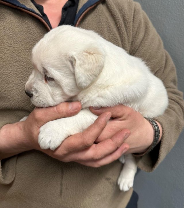 Preview of the first image of Stunning White Labradors - KC Reg - Only 1 girls.