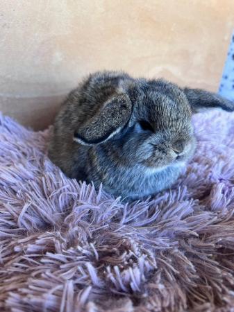Image 10 of Baby Purebreed Mini Lops For Sale