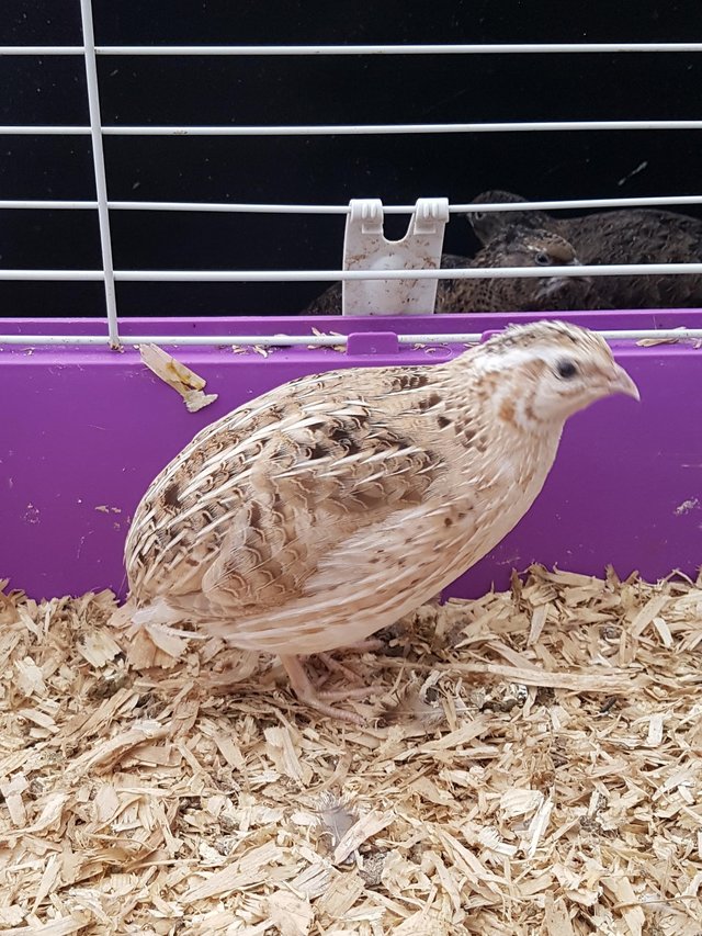 Preview of the first image of Celadon Coturnix quail cock.