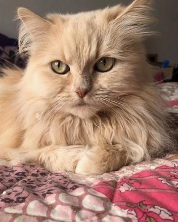 Image 3 of SIBERIAN FEMALE CAT 6 YEARS OLD