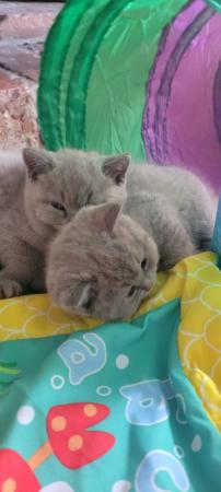 Image 19 of Gccf registered lilac British Shorthair kittens