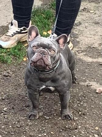 Image 1 of MAVERICK solid lilac a/a health tested french bulldog stud