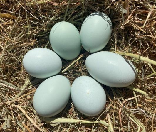 Image 2 of Cream Legbar fertile eggs blue egg layers