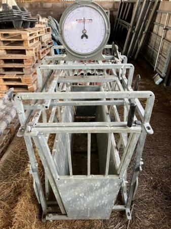 Image 2 of Bateman weighing scales for sheep or pigs