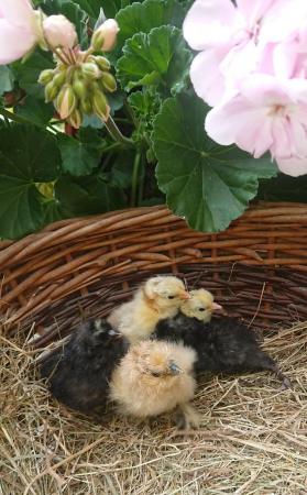 Image 2 of Day old chicks hatched weekly