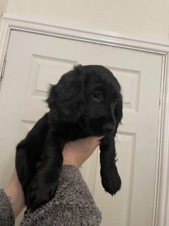 Image 7 of REDUCED only two Sprocker Spaniel Pups left! Ready now!