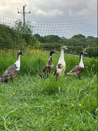 Image 1 of Runner duck drakes free to a loving home