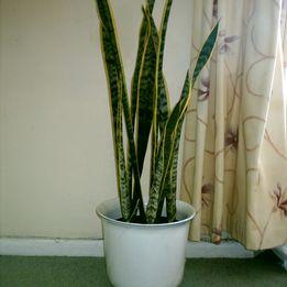 Preview of the first image of House sansevieria  plant for sale.