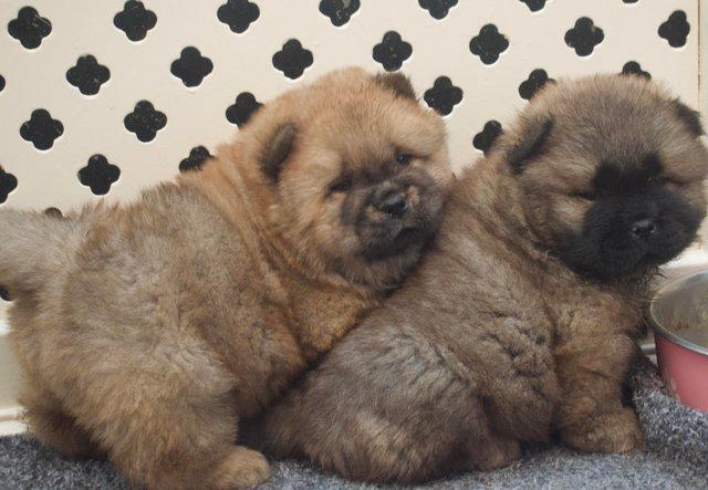 Image 8 of Kc reg rough coat chow chow Can be seen with mum