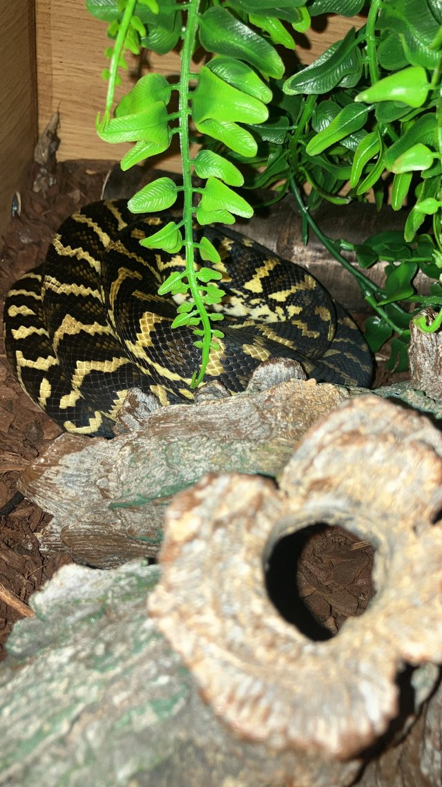 Preview of the first image of (Snake) Jungle carpet pythons male and female cb22-21.