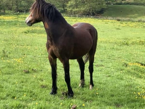 Image 3 of Eye catching 2 year old Welsh gelding to make 14.1hh approx