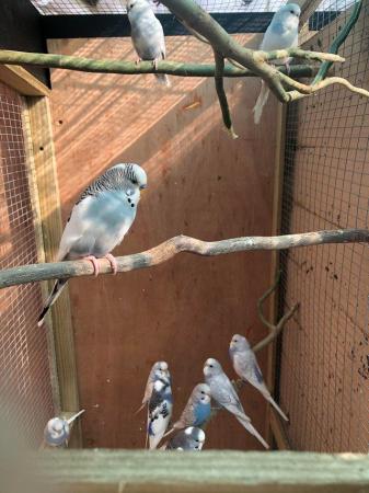 Image 5 of Baby Budgies for Sale - Available Now