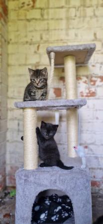 Image 4 of Gorgeous kittens looking for a loving home