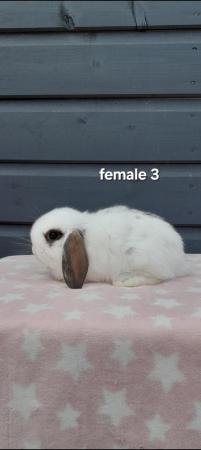 Image 15 of Gorgeous mini lop rabbits ready to leave