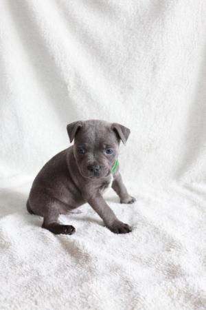 Image 24 of beautiful champion blue Staffordshire bull terrier puppies