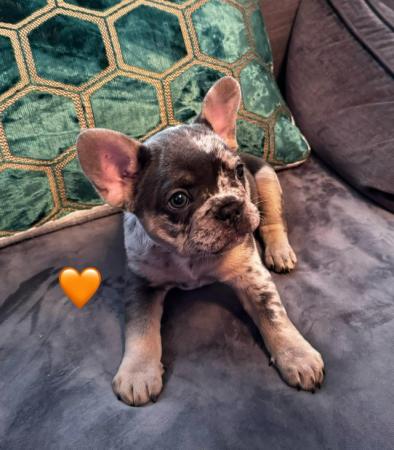 Image 7 of Pedigree French bulldog puppies looking for forever homes