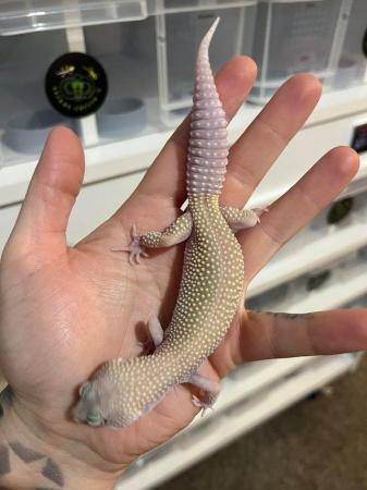 Image 2 of £30 last male** leopard geckos different ages REDUCED**