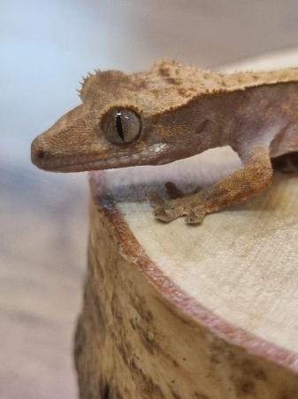 Image 3 of CB23 - Harlequin Crested Gecko x2