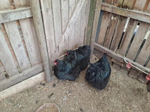 Image 1 of Black Orpington hatching eggs.....for sale