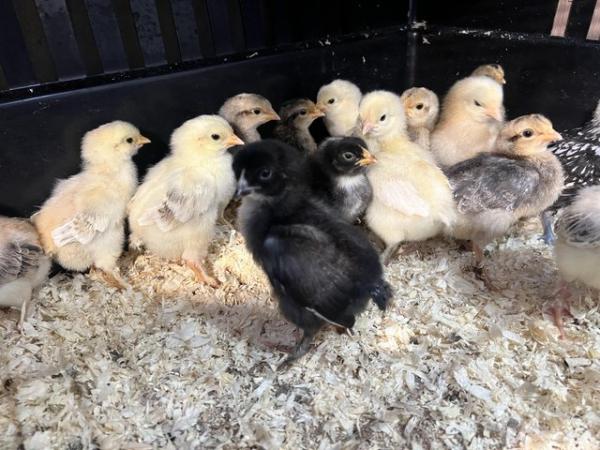 Image 1 of chicks available maran legbar Easter eggers
