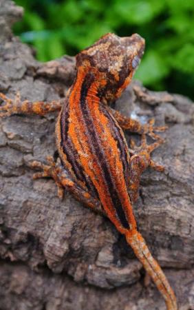 Image 4 of Stunning Bright Red Stripe Gargoyle Gecko