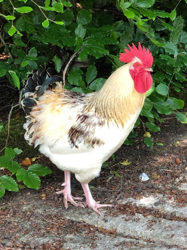 Preview of the first image of cockerel FREE to a good home.