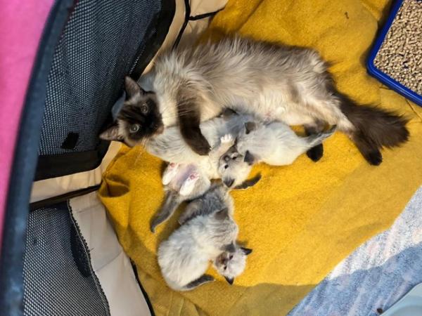 Image 3 of Beautiful Chunky Ragdoll Kittens - Only 2 Boys Left