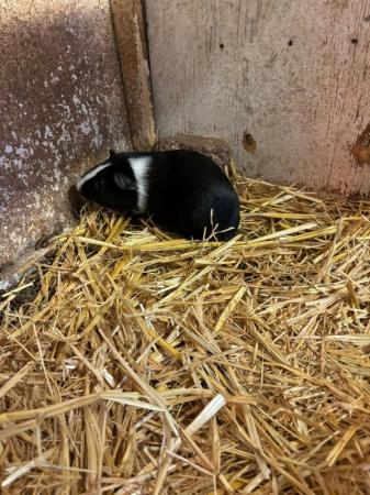 Image 3 of Two Cute Older Male Guinea Pigs - Black & White