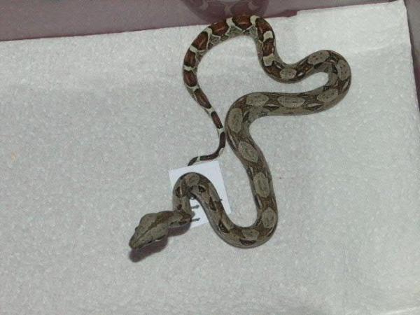 Image 5 of ALL STOCKED SNAKES HERE AT WARRINGTON PETS & EXOTICS