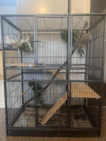 Image 5 of 2x Young Sugar Gliders + Full Cage Set Up.