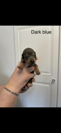 Image 6 of Dachsund Puppies for sale