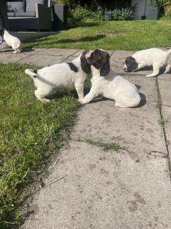 Image 1 of Springer Spaniel puppies for sale x2 boys x2 bitches