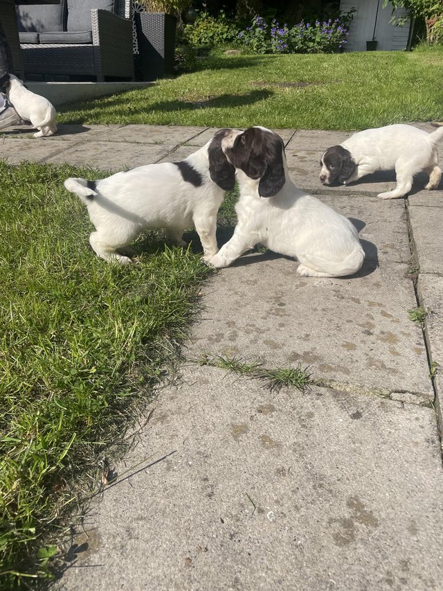 Preview of the first image of Springer Spaniel puppies for sale x2 boys x2 bitches.
