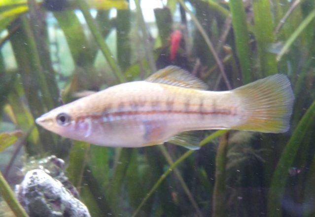 Image 1 of Silver Neon Swordtail tropical fish Group Of 5 Young Fish (N