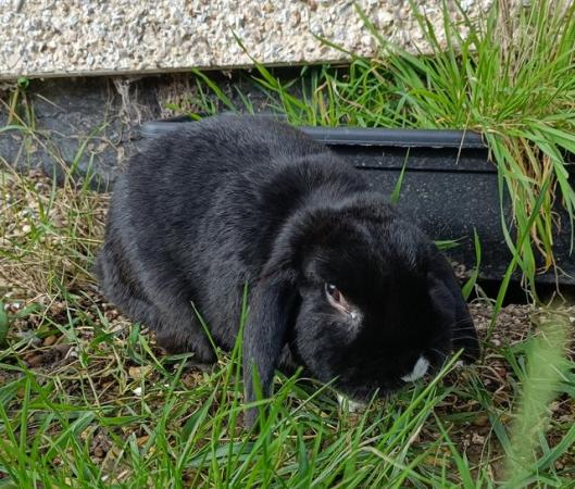 Image 3 of Mini lop rabbit looking for home