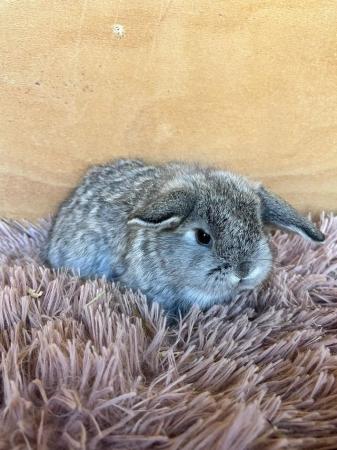 Image 8 of Baby Purebreed Mini Lops For Sale