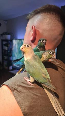 Image 5 of Conure chicks silly hand tame