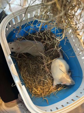 Image 2 of 4 month old male rats ready for new home