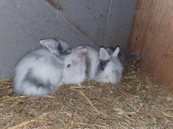 Image 4 of BABY LIONHEAD RABBITS for sale